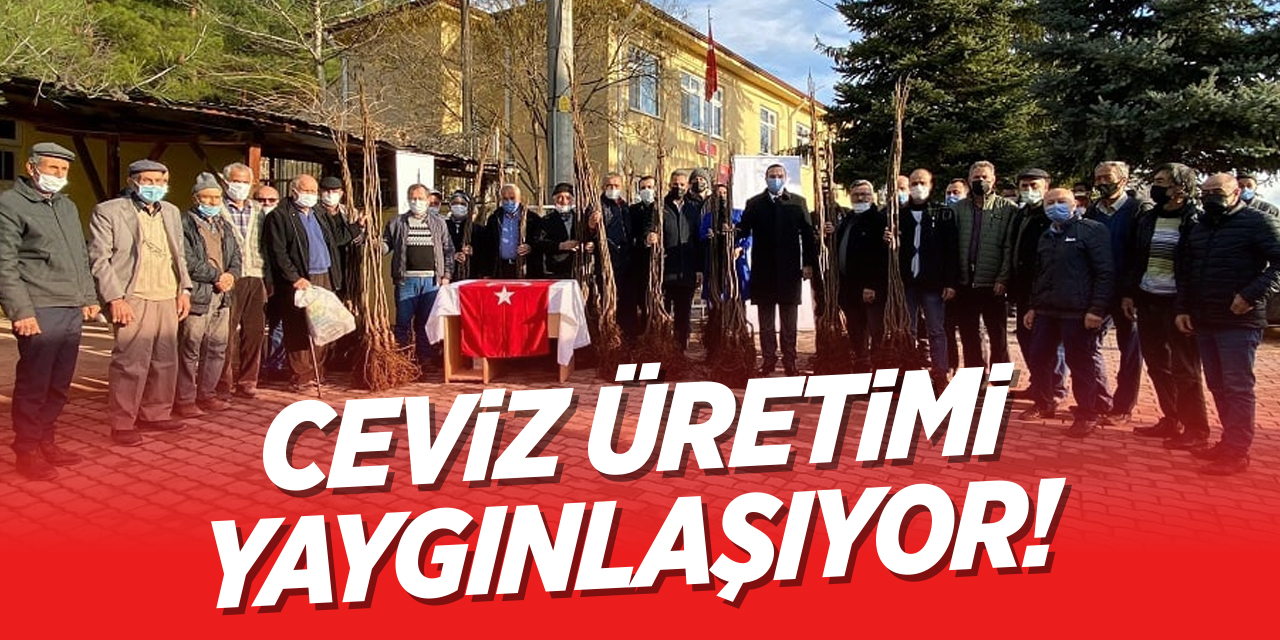 Bilecik Gölpazarı'nda Ceviz Üretimi Yaygınlaşıyor