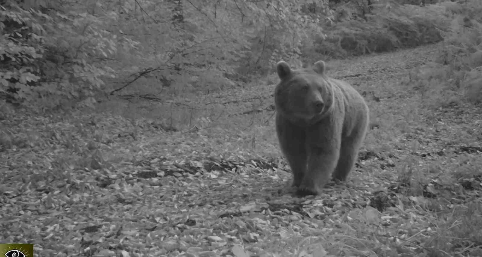Boz ayılar Uludağ’da fotokapana böyle yakalandı