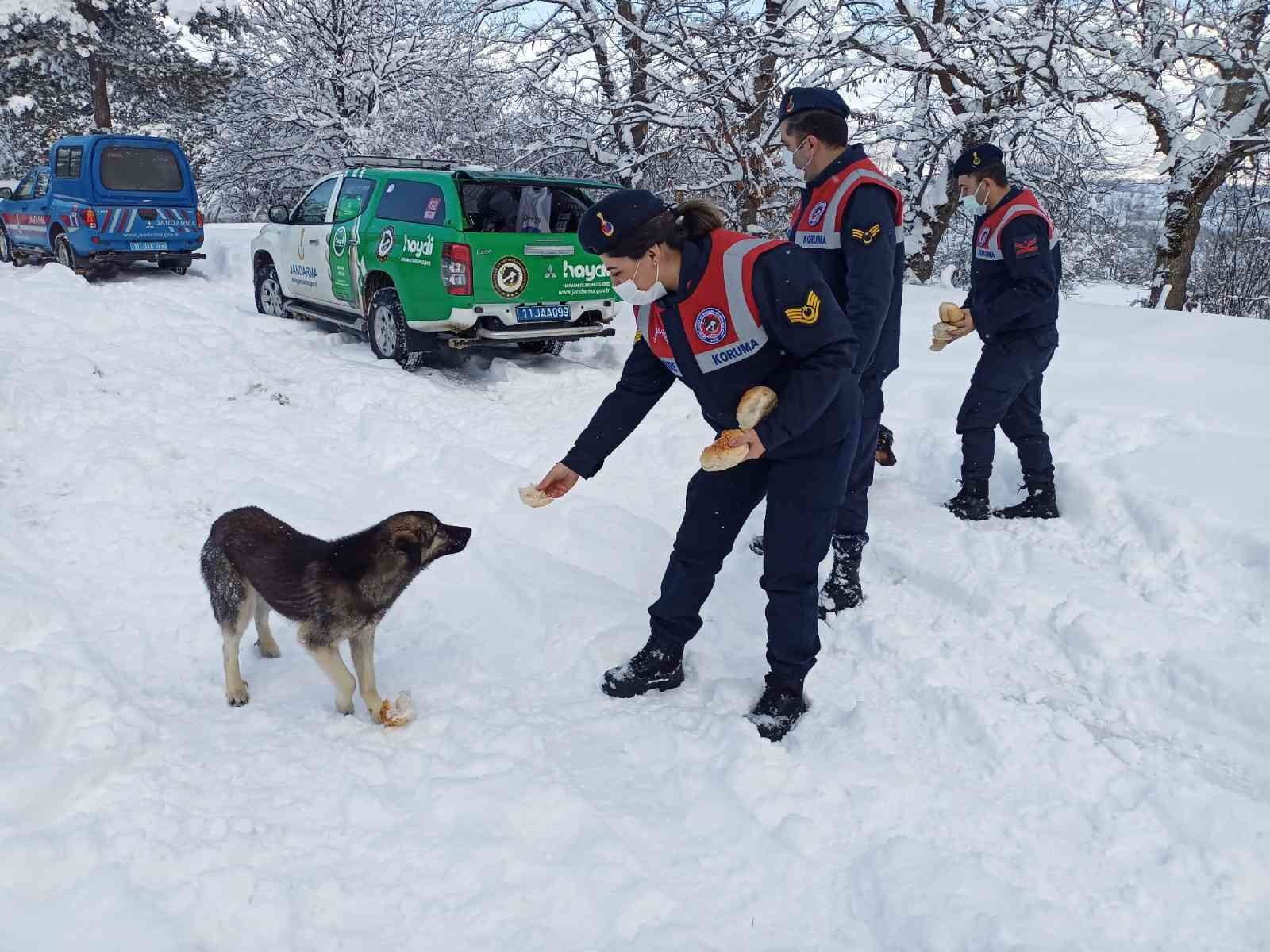 Eksi 10 derecede yaban ve sokak hayvanlarına jandarma şefkati