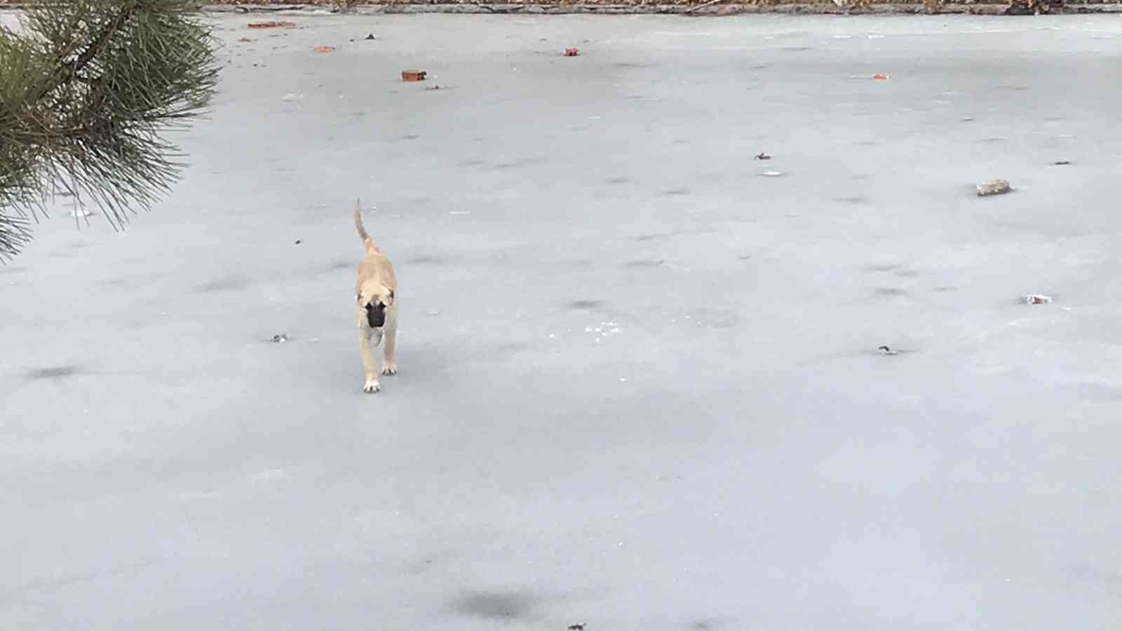 Porsuk’ta yürüyen köpek ilginç görüntüler oluşturdu