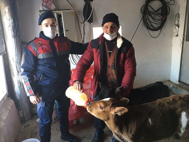 Çalınan büyükbaş hayvanı jandarma ekipleri buldu