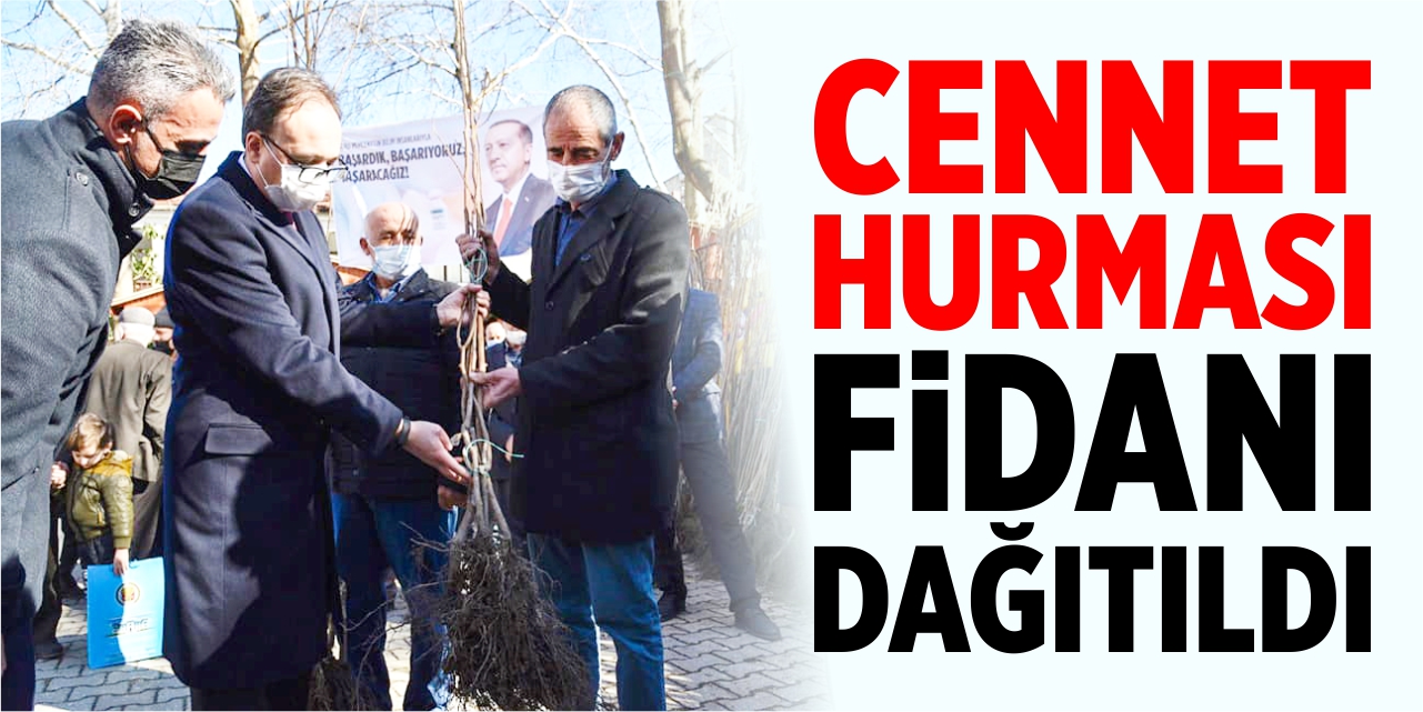 Cennet hurması fidanı dağıtıldı