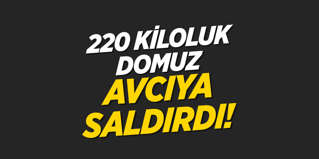 Bilecik'te 220 Kiloluk Domuz Avcıya Saldırdı