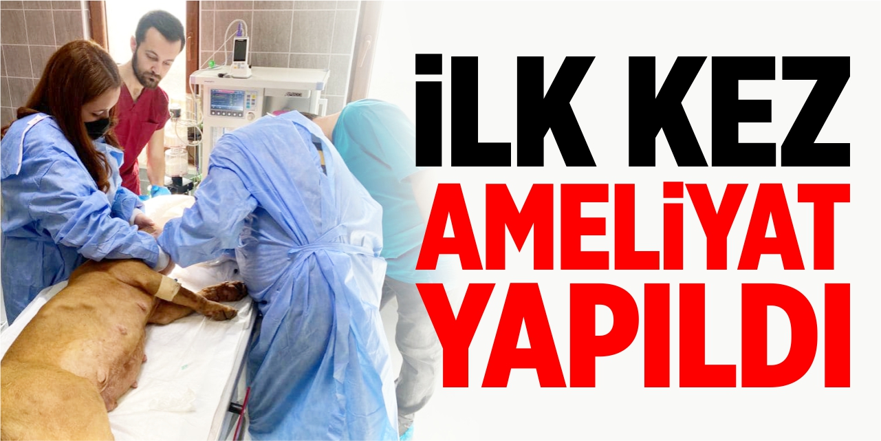 Osmaneli Belediyesi hayvan barınağında ilk ameliyat yapıldı