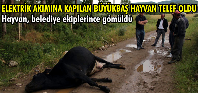 ELEKTRİK AKIMINA KAPILAN HAYVAN TELEF OLDU