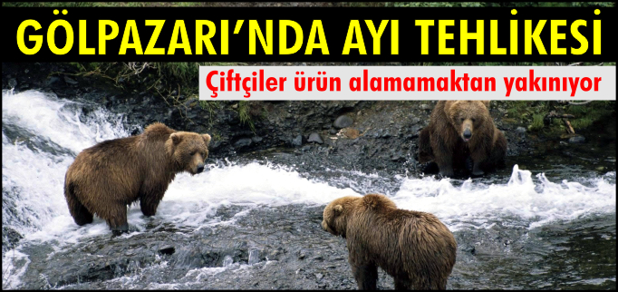 AYILAR,KİRAZ AĞAÇLARINA ZARAR VERDİLER