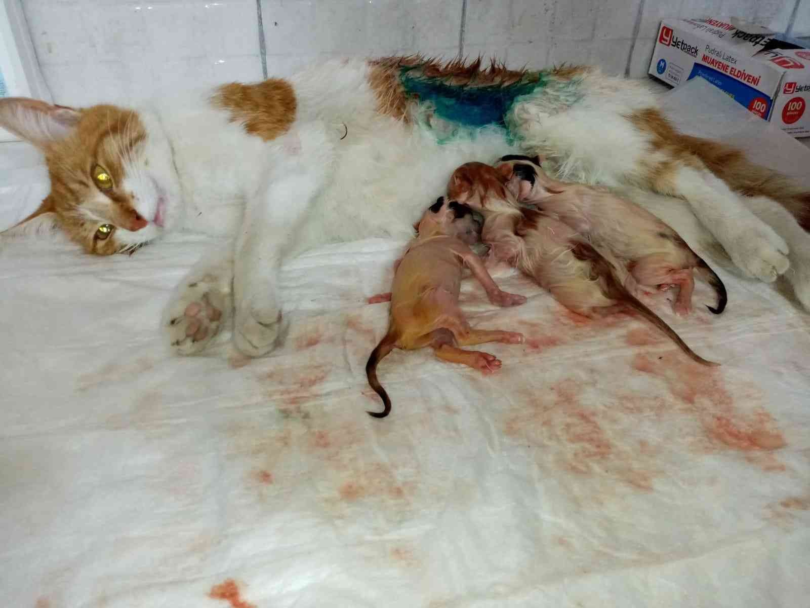 Gebe kedi sezaryen ile doğum yaptırıldı