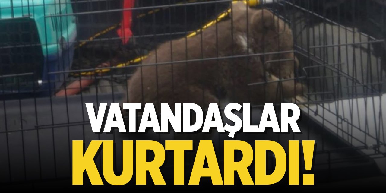 Bilecik'te köpeklerin saldırdığı yavru ayıyı vatandaşlar kurtardı