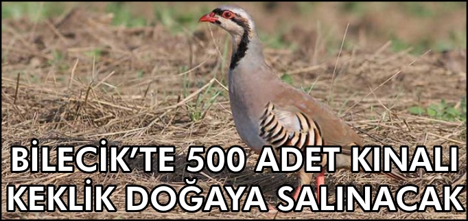 500 ADET KINALI KEKLİK DOĞAYA SALINACAK