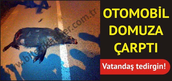 OTOMOBİL DOMUZA ÇARPTI