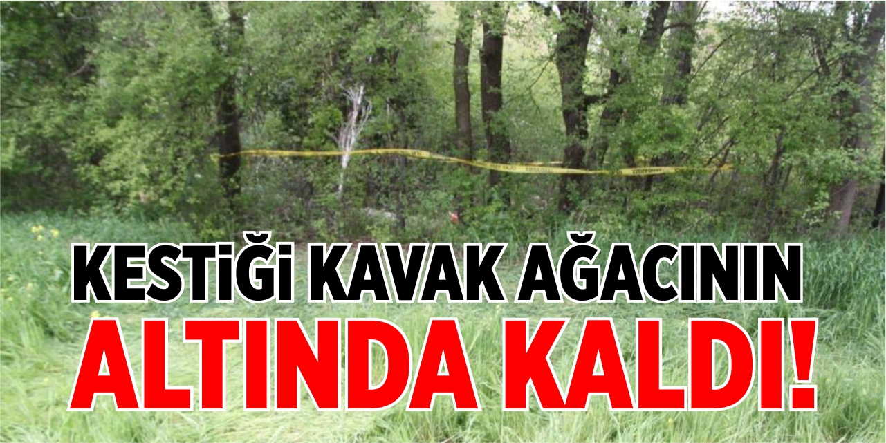 Kestiği kavak ağacının altında kaldı