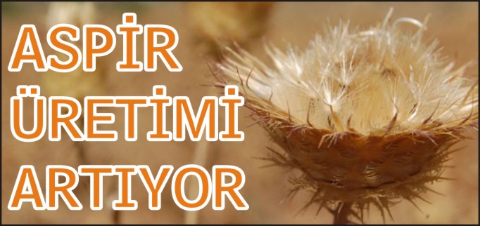 ASPİR ÜRETİMİ ARTIYOR