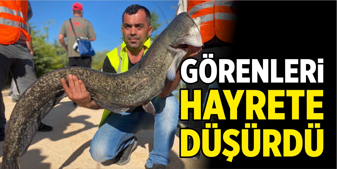 1 buçuk metrelik dev yayın balığı görenleri hayrete düşürdü