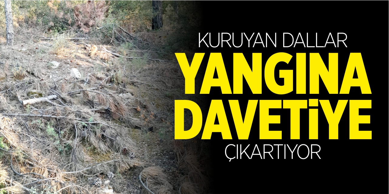 Kuruyan dallar yangına davetiye çıkartıyor!