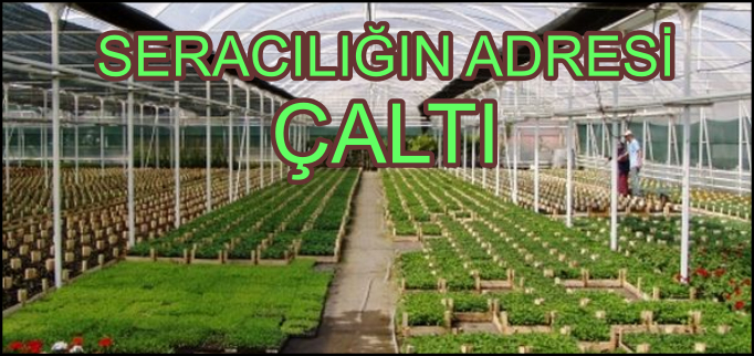 SERACILIĞIN ADRESİ ÇALTI