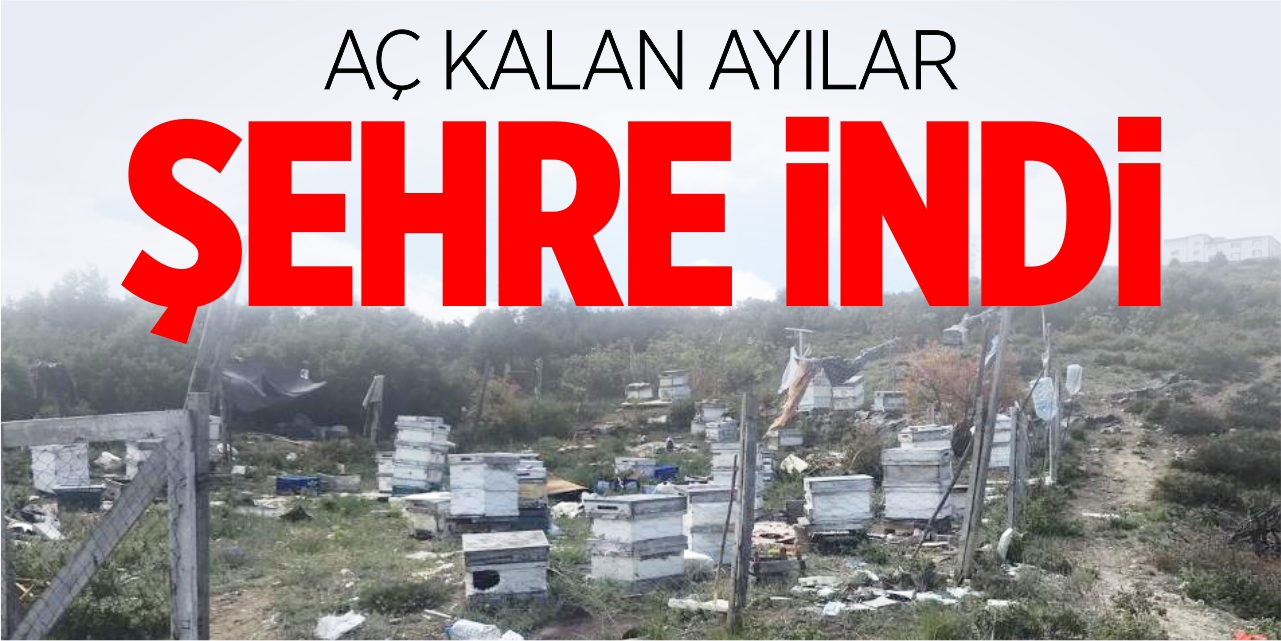 Aç kalan ayılar kent merkezine indi