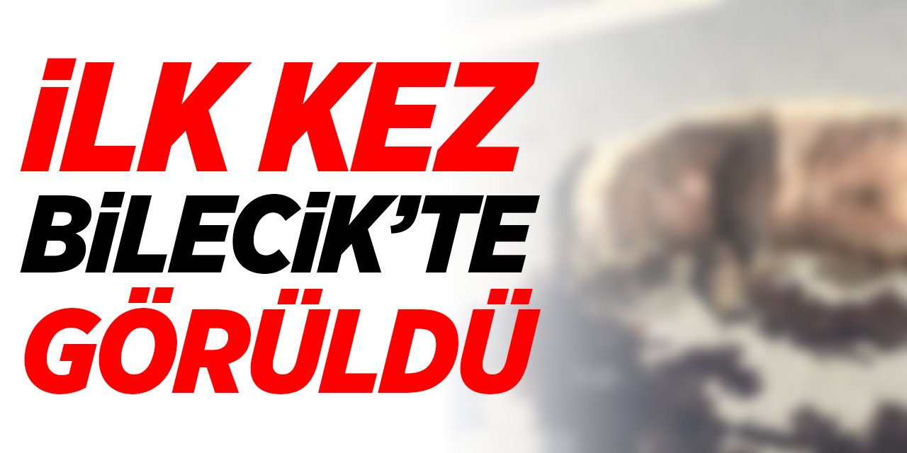 Türkiye'de İlk Kez Bilecik'te Görüldü!