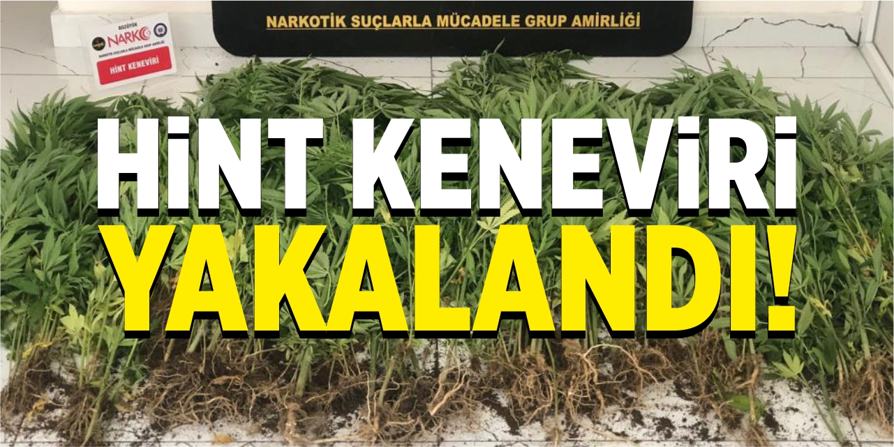 Hint keneviri yakalandı