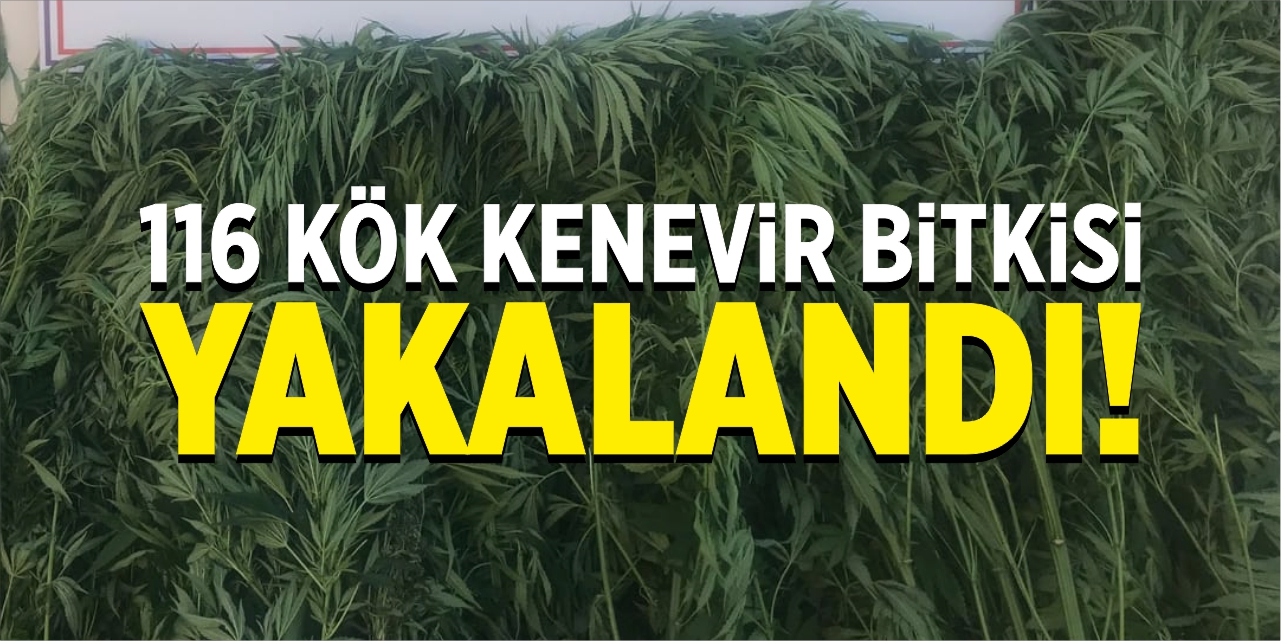 116 kök kenevir yakalandı