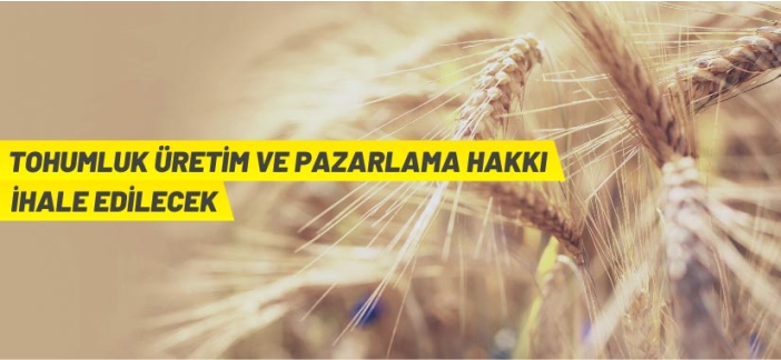 “Harrani” ekmeklik buğday çeşidi için üretim ve pazarlama hakkı verilecek