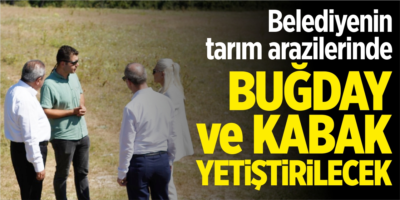 Belediyenin tarım arazilerinde buğday ve kabak yetiştirilecek