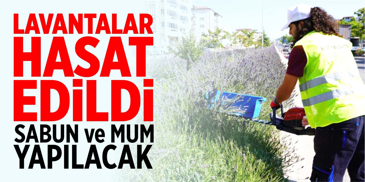 Lavantadan sabun ve mum yapılacak