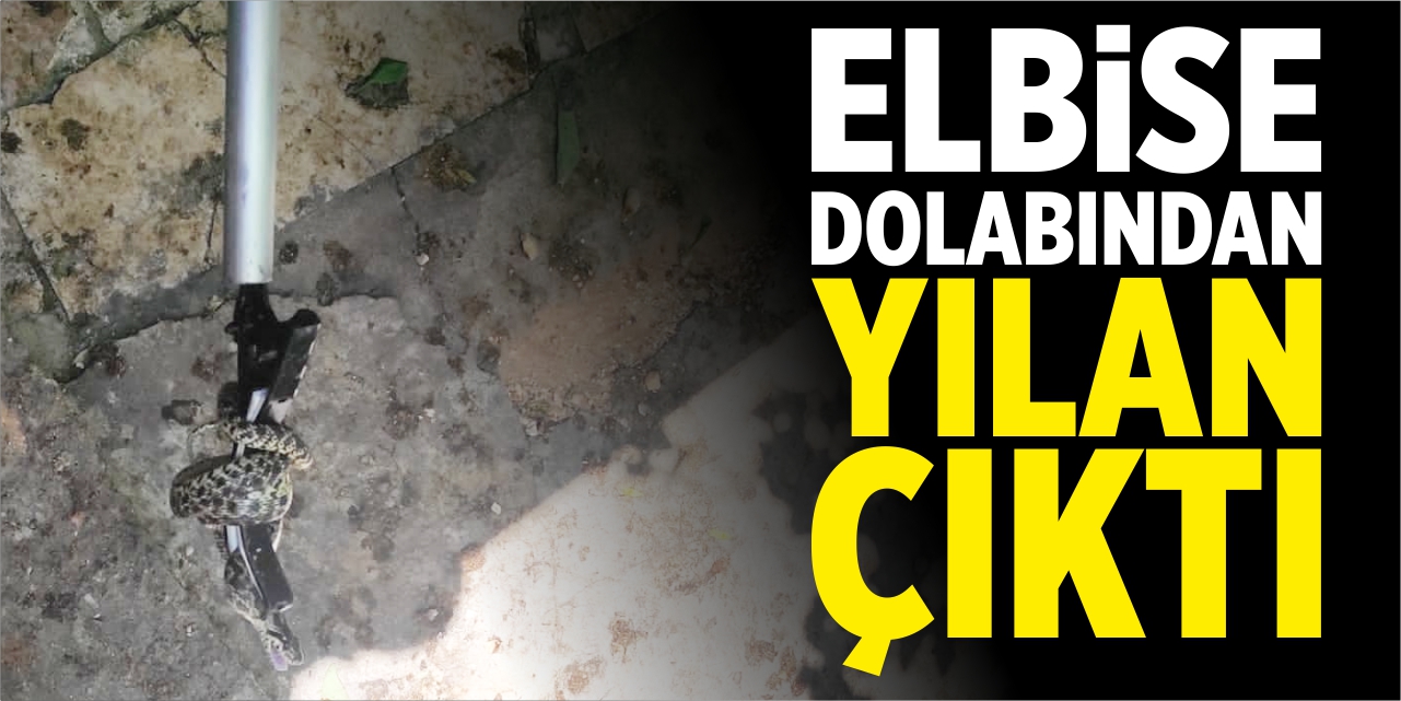 Elbise dolabından yılan çıktı