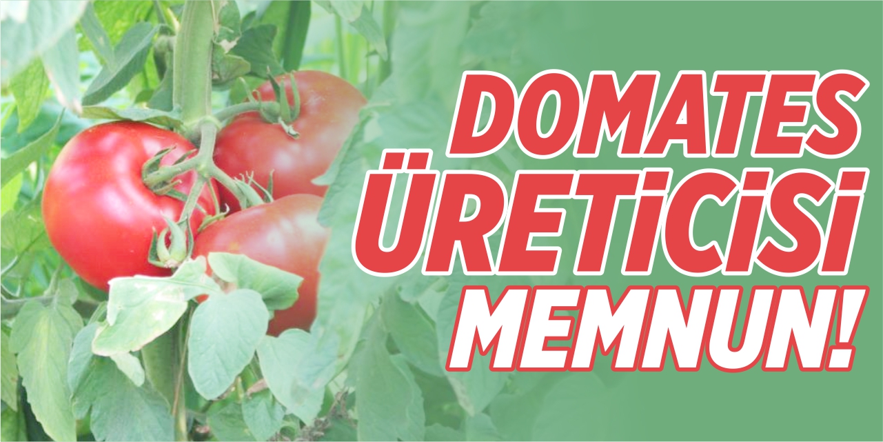 Domates üreticisi memnun