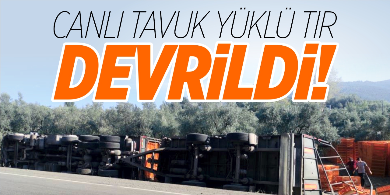 Canlı tavuk yüklü tır devrildi