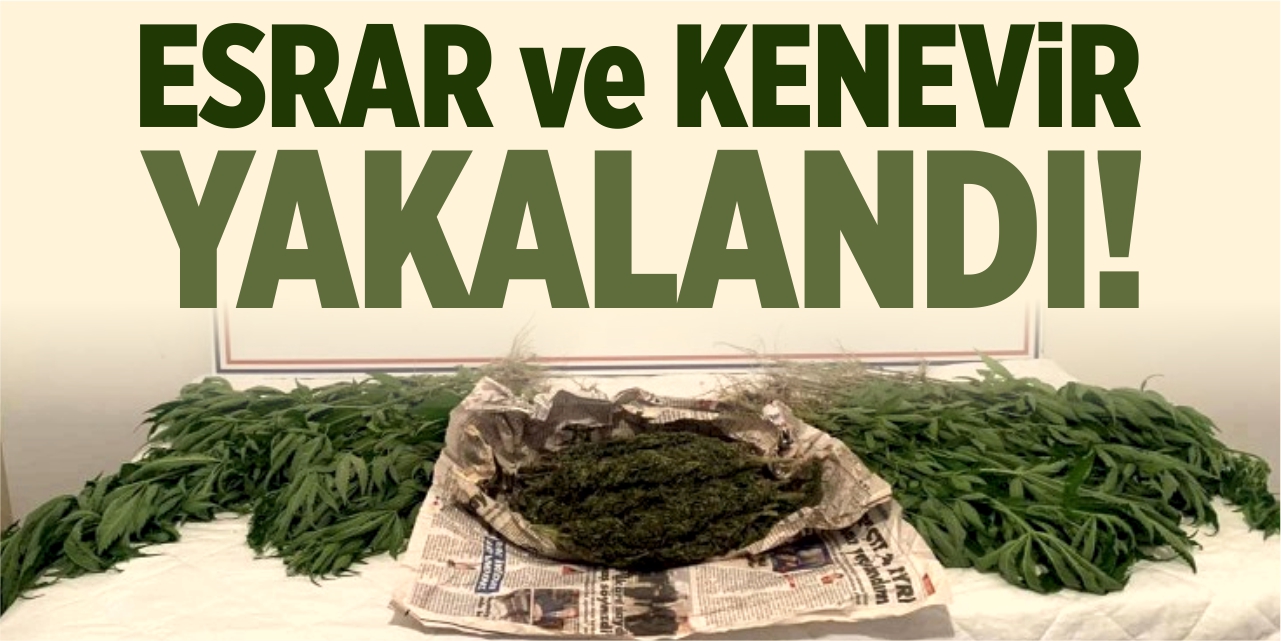 Esrar ve kenevir yakalandı