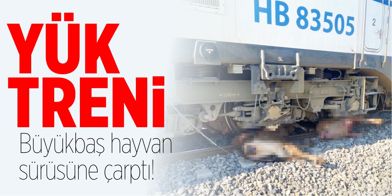 Yük treni büyükbaş hayvan sürüsüne çarptı