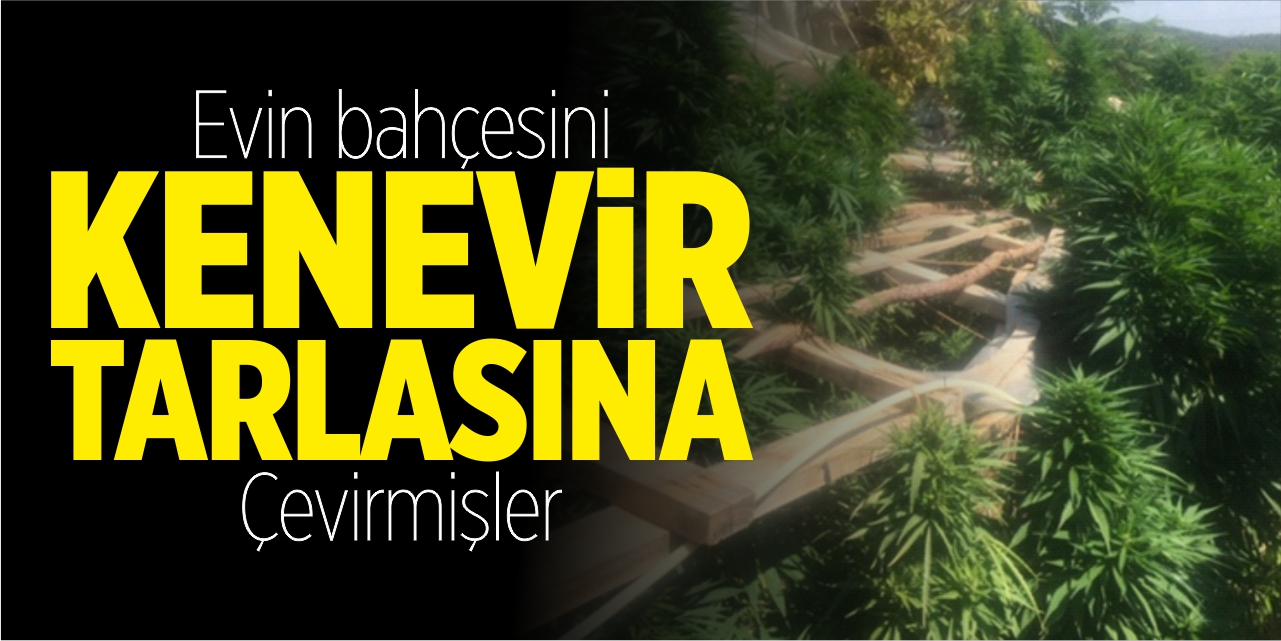 Evin bahçesini kenevir tarlasına çevirmişler