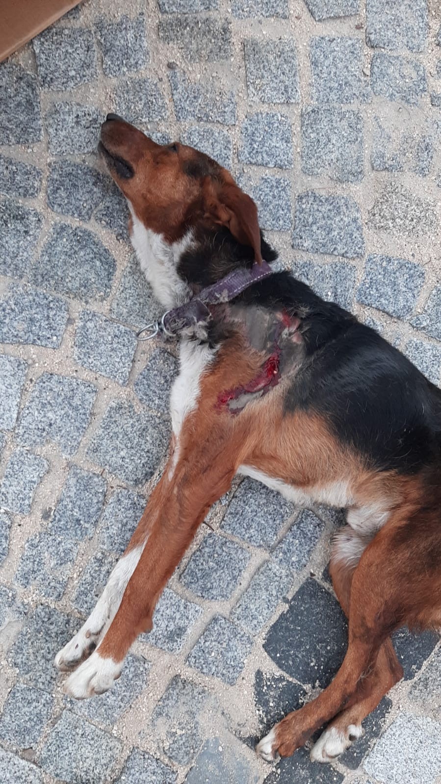 Araçla çarptı ölüme terk etti.
