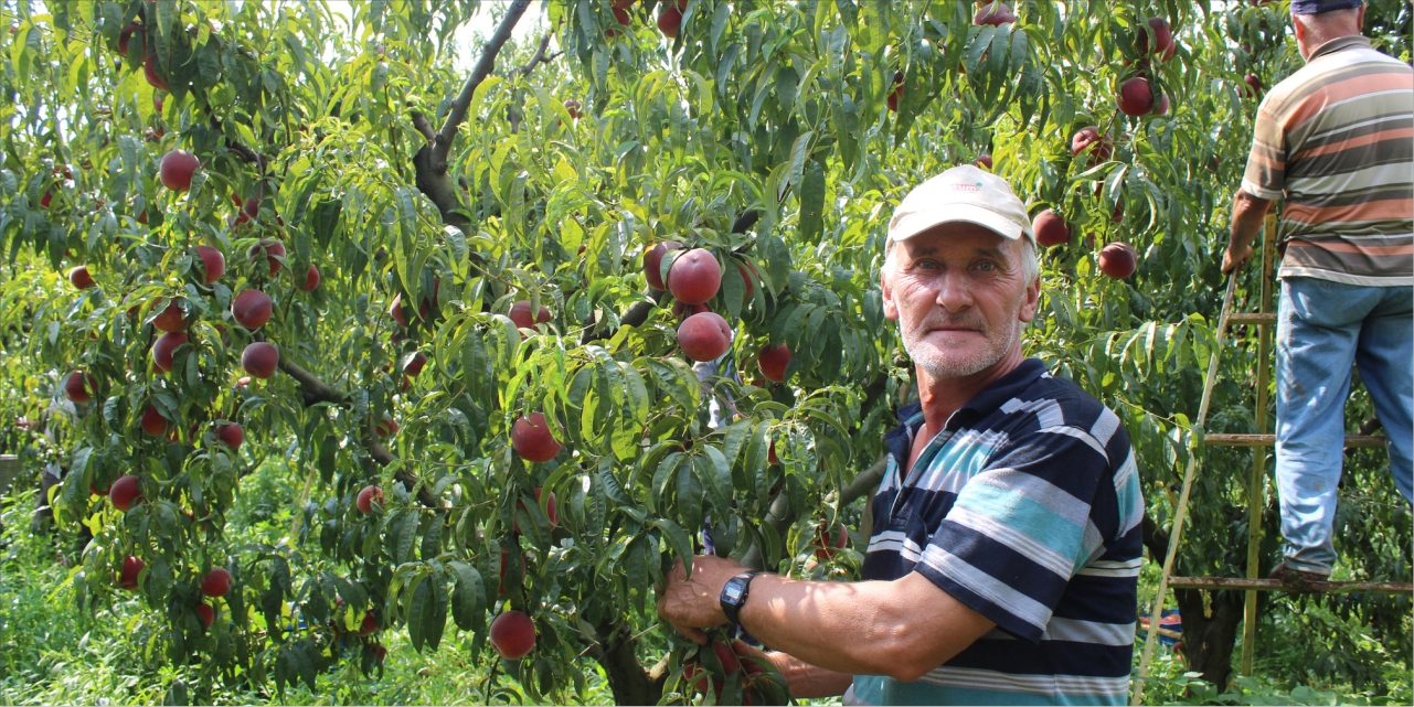 Osmaneli'nde son şeftaliler toplandı