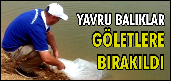 YAVRU BALIKLAR GÖLETLERE BIRAKILDI