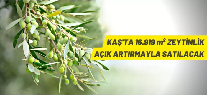 Antalya Kaş'ta 16 bin 919 m² zeytinlik satışa çıkarıldı