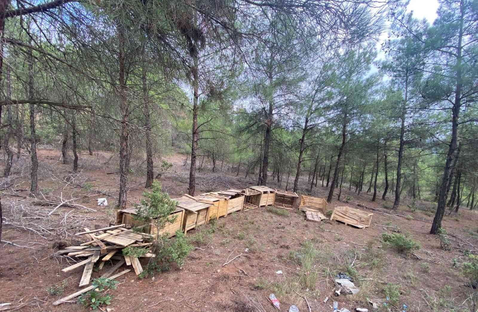 Osmaneli Belediyesi sokak hayvanlarına sahip çıkıyor
