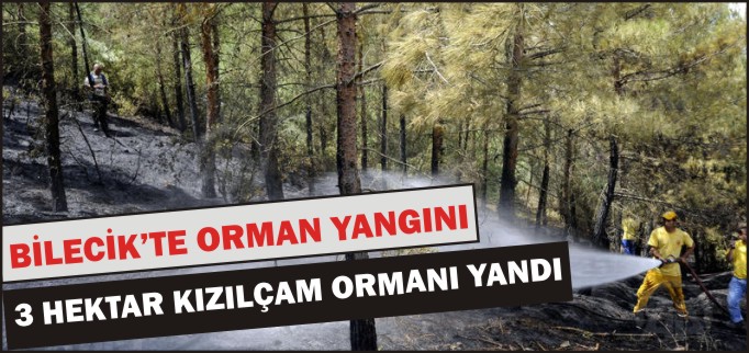 BİLECİK’TE ORMAN YANGINI