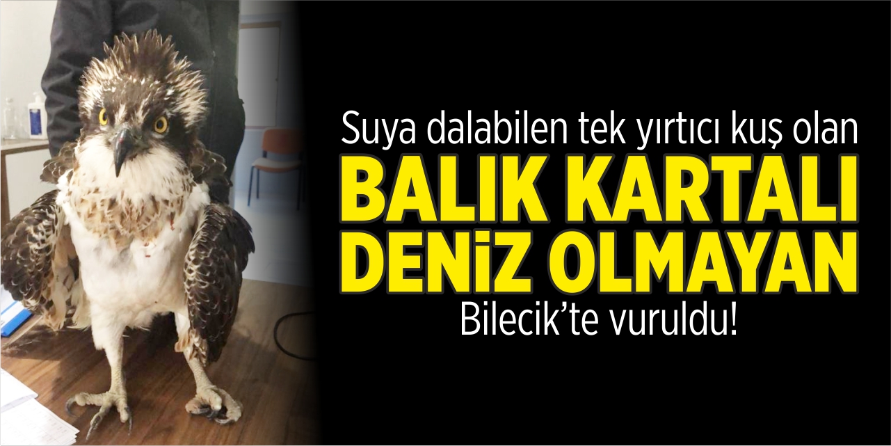 Suya dalabilen tek yırtıcı kuşu denizi olmayan Bilecik'te avcılar vurdu
