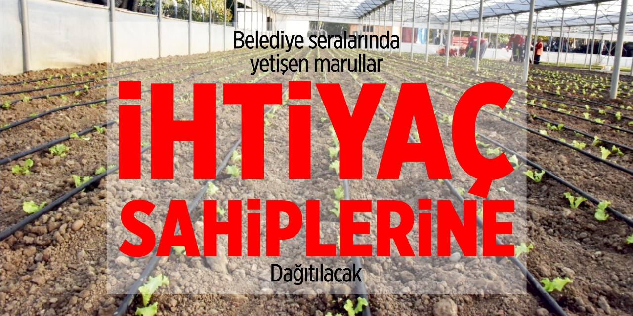 Belediye seralarında yetişen marullar ihtiyaç sahiplerine dağıtılacak