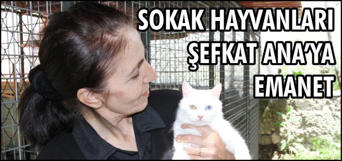 HASTA VE SOKAK HAYVANLARI "ŞEFKAT ANA"YA EMANET