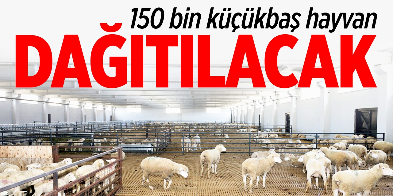 Bilecikli üreticilere 150 bin küçükbaş hayvan dağıtılacak