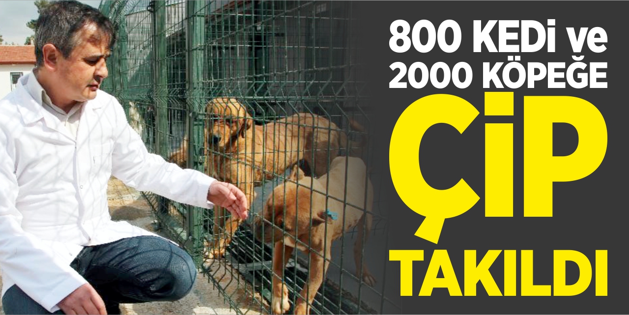 800 kedi ve 2 bin köpeğe çip takıldı