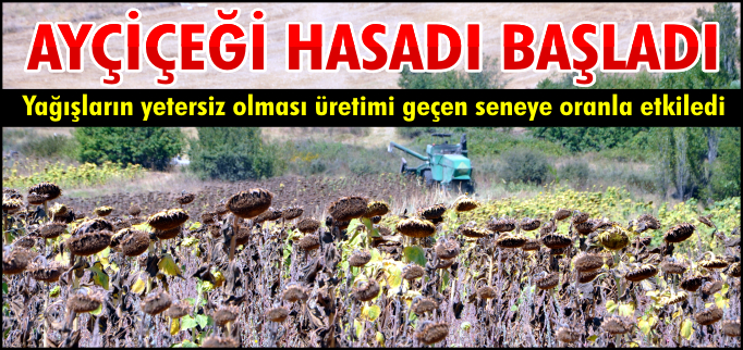 AYÇİÇEĞİ HASADI BAŞLADI