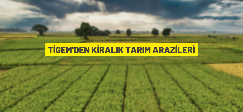 Çukurova Tarım İşletmesi Müdürlüğü, tarım arazilerini kiraya verecek