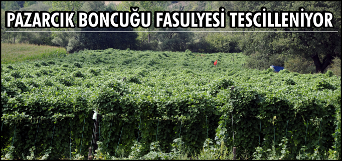 PAZARCIK BONCUĞU FASULYESİ TESCİLLENİYOR