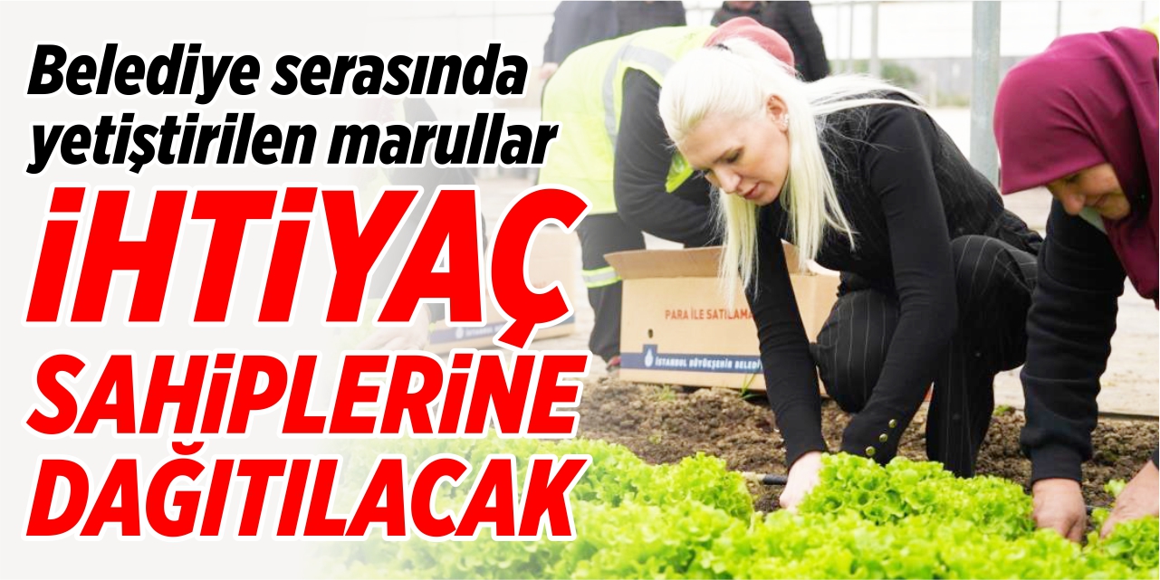 Belediye serasında yetiştirilen 5 bin adet marul ihtiyaç sahiplerine dağıtılacak