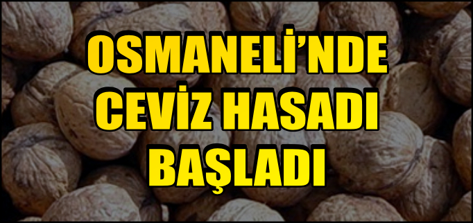 OSMANELİ’NDE CEVİZ HASADI BAŞLADI