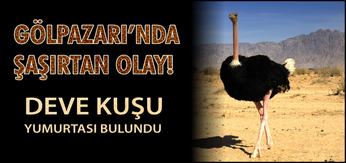 GÖLPAZARI’NDA DEVE KUŞU YUMURTASI BULUNDU