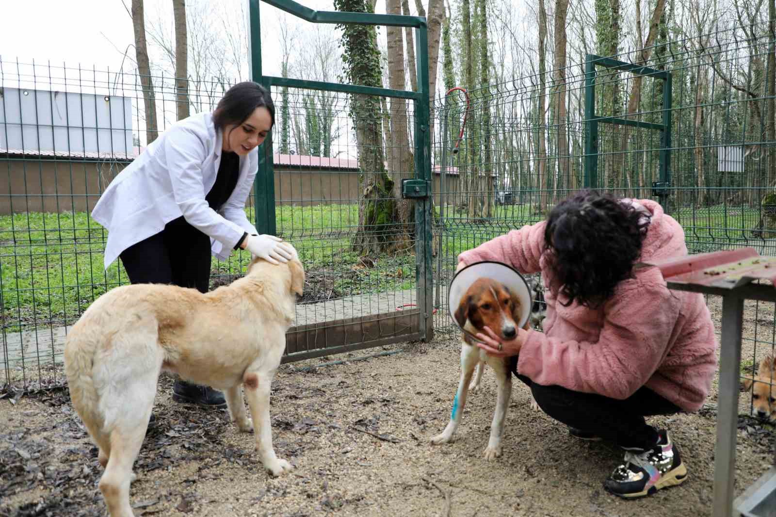 Depremzede hayvanların yeni yuvası: Akyazı